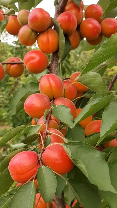 Продам Саджанці Черешні та Абрикоса.