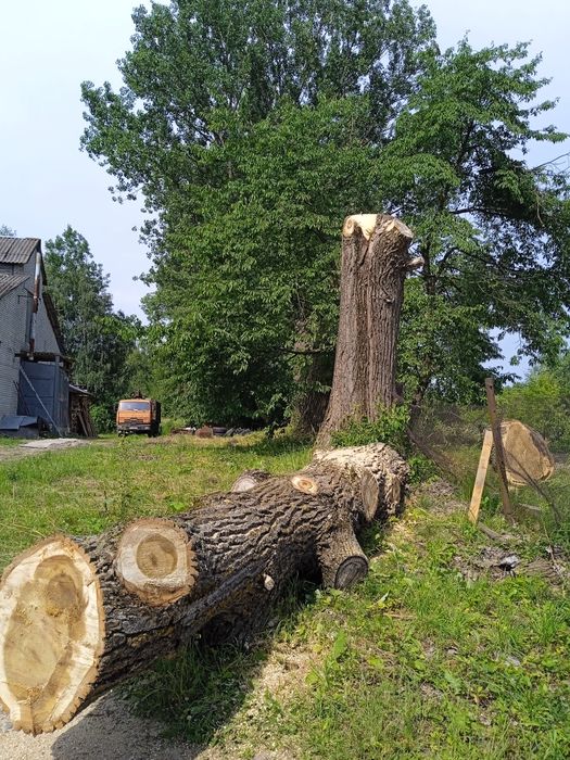 Обрізка зрізання коронування валка дерев корчування пнів скошування.