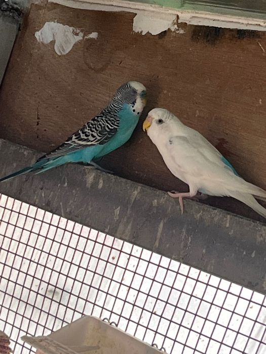 kakarikis spangle e outras cores