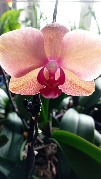 Орхідеї Фалінопсис Сурф Сонг, Мірафлор, Мікі Гейша