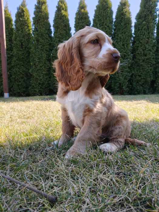 Suczka cocker spaniel