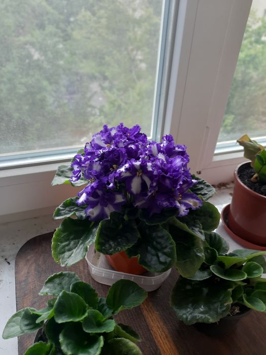 Фіалка Сенполія Київ Обмін чи продаж