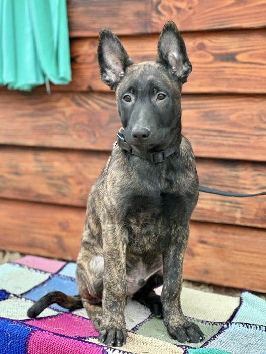 Шикарный крупный мощный пацан рабочего разведения!