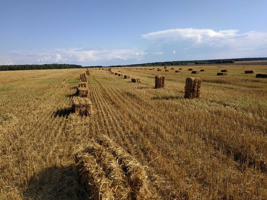 Солома в тюках тюки пшеничної соломи ячмінний тюк урожай 2025