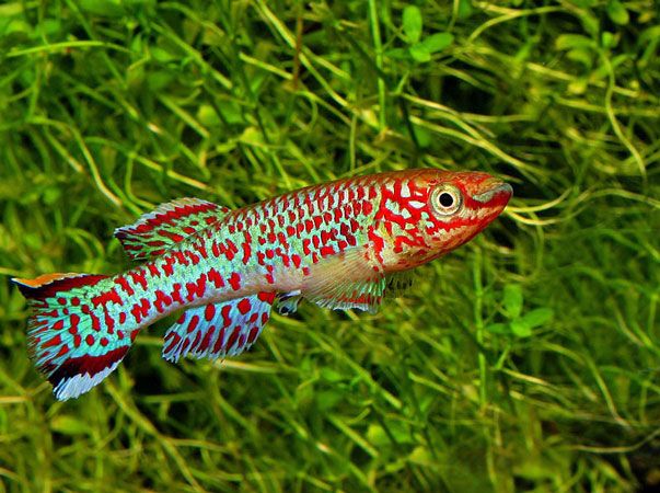 GB Proporczykowiec Gardnera