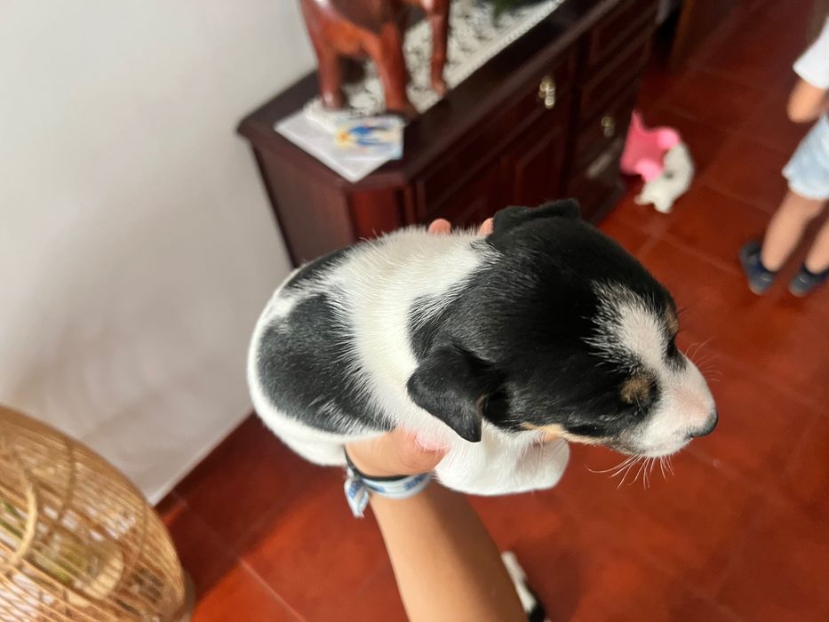 Macho Jack Russel