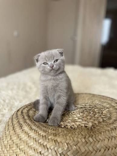 Британские котята