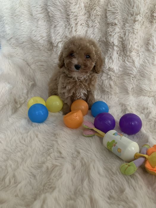 Хлопчик Той Пудель