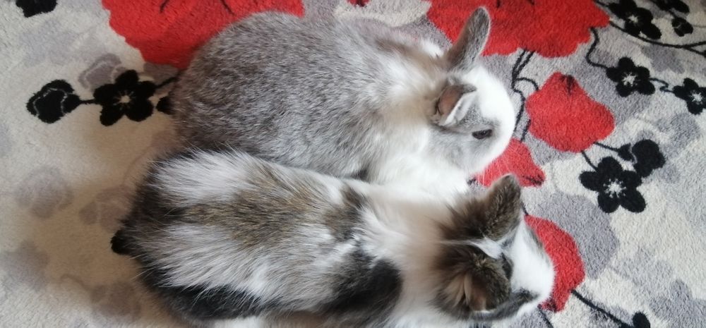 Декоративні (міні) кролики дівчатка