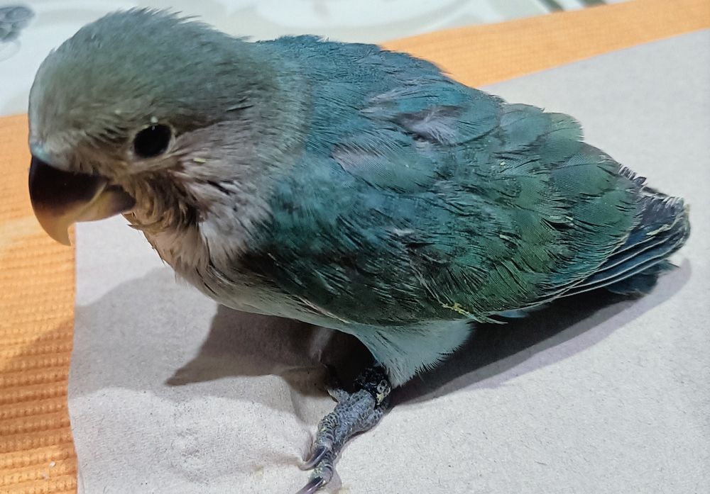 Aves criadas à mão