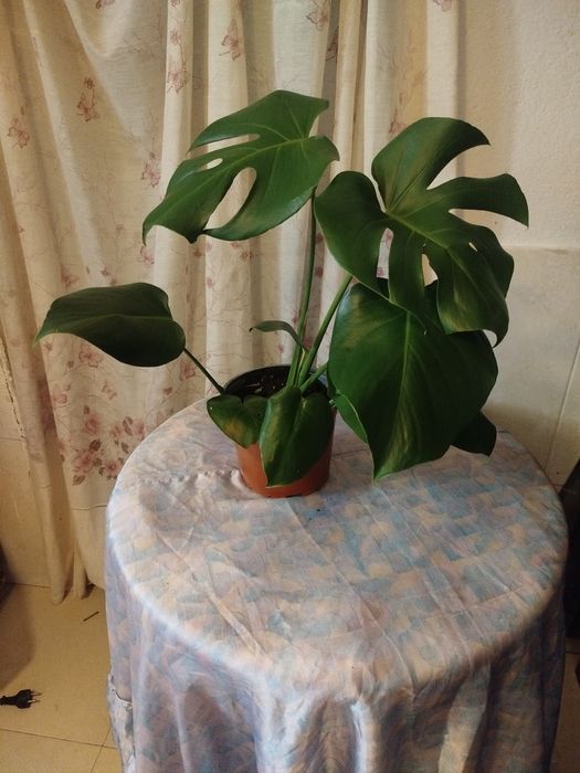 Monstera Deliciosa (Costela-de-Adão) Saudável – 45-50 cm