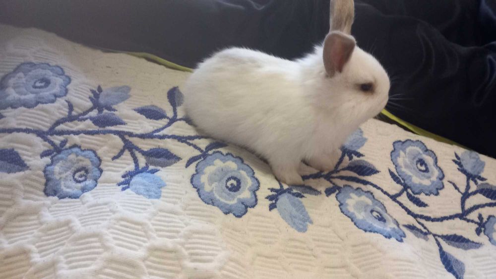 Animais de estimação