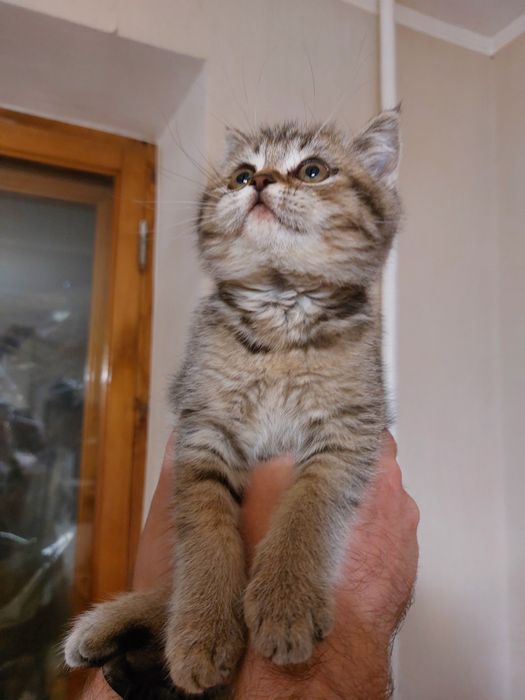 Кошеня в добрі руки