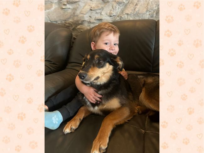 Cudowna, kochana suczka do adopcji, 2 lata,