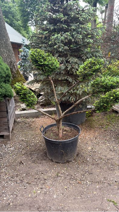 Krzewy formowane bonsai  Jałowiec Cis Cyprys Modrzew