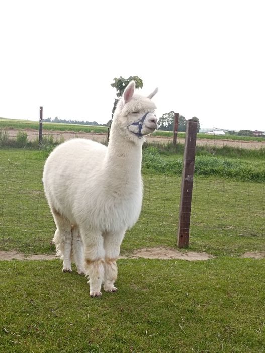 Samiec alpaki, alpaka samczyk