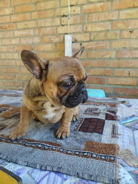 Продажа Французов