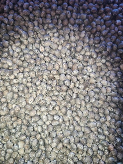 Łubin gorzki i słodki  paszowy