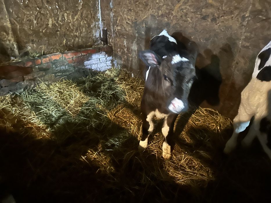 Телята , телички