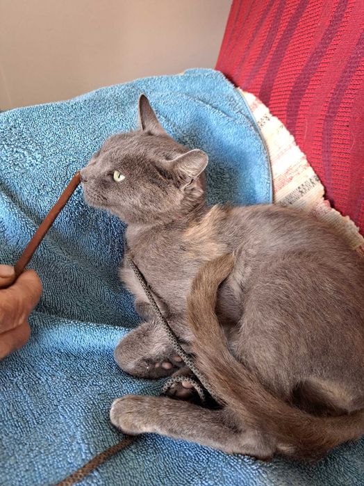 Gato Cinza para adoção responsável