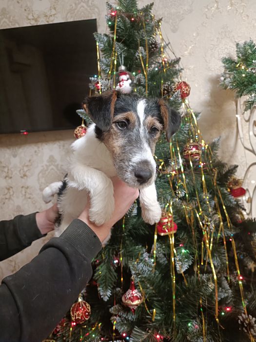 Девочка Фокс Терьер клубная привитая Одесса