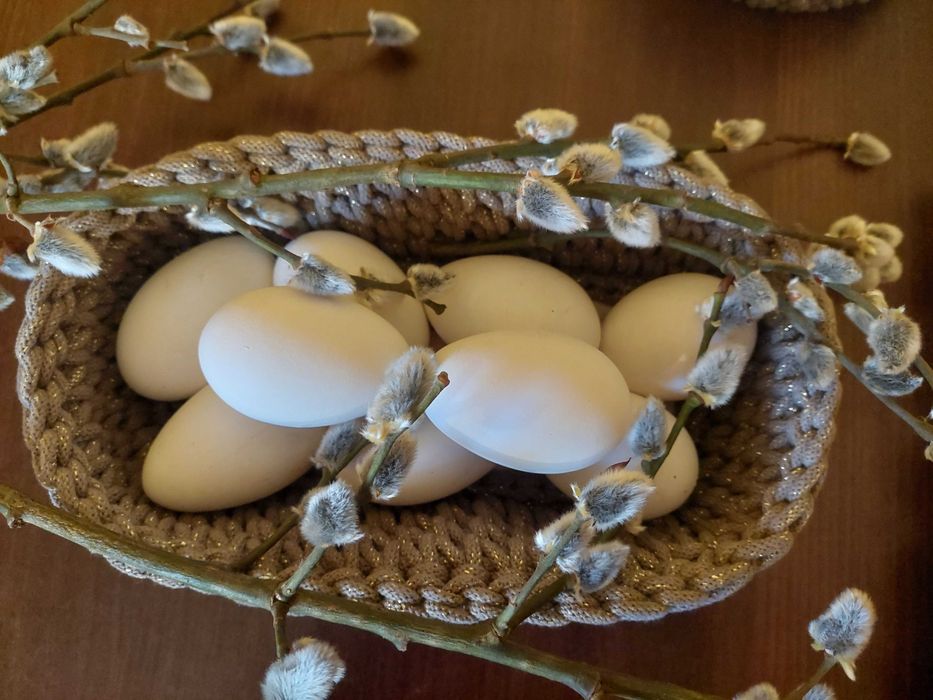 Gęsie jajka ekologiczna hodowla