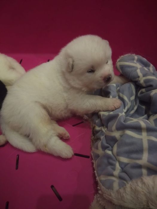 Akita inu japonês c/lop