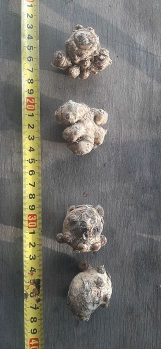 Клубні  Кали Зантедеския.  Жовта