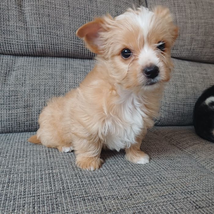 Yorkshiere Terrier suczka rodowodowa York