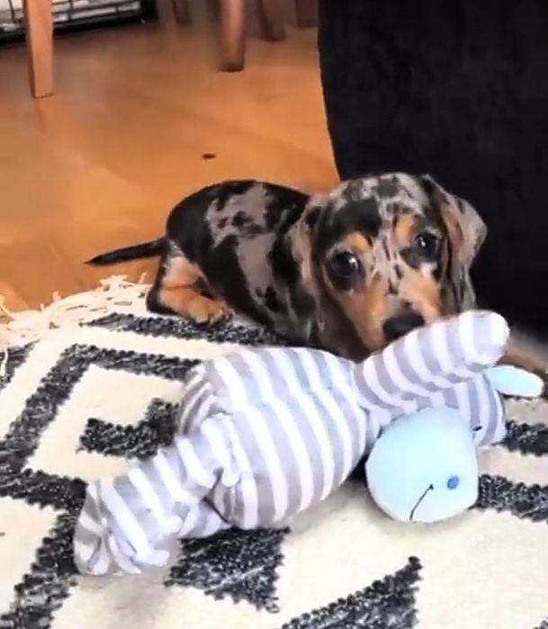 Мраморні таксята з доставкою в Польщу.