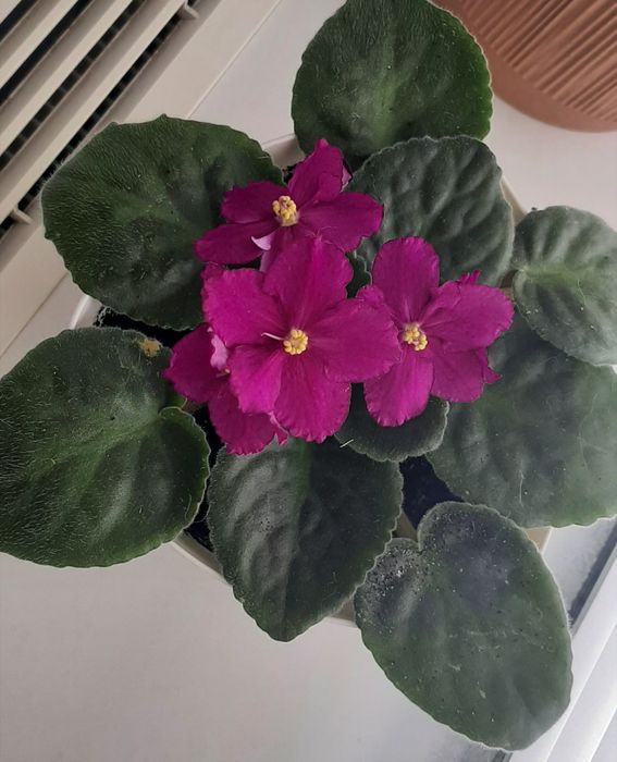 Фіаки фіалка кімнаті