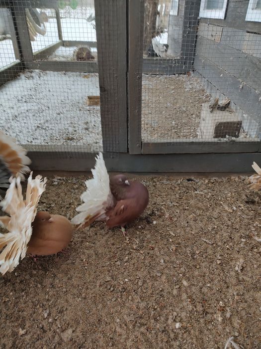 Pawik pawiki czarny biały ogon