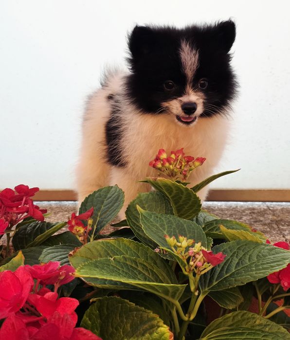Spitz Lulu Macho