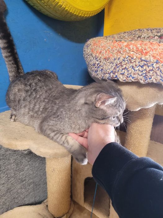 Puchaty słodziak Grey czeka na dom