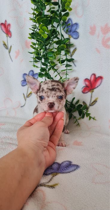 Excecional mini menino Chihuahua/Chiuaua de Qualidad,LinhagemRussa