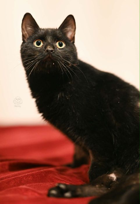 Pomocy! Uratowany Ananasik po wypadku szuka domu na już!