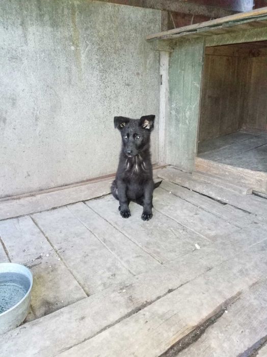 Бельгійська вівчарка