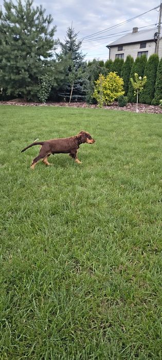 Szczeniak wachtelhund płochacz niemiecki