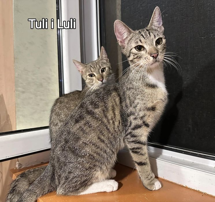 LULI - młody bury kocurek do adopcji