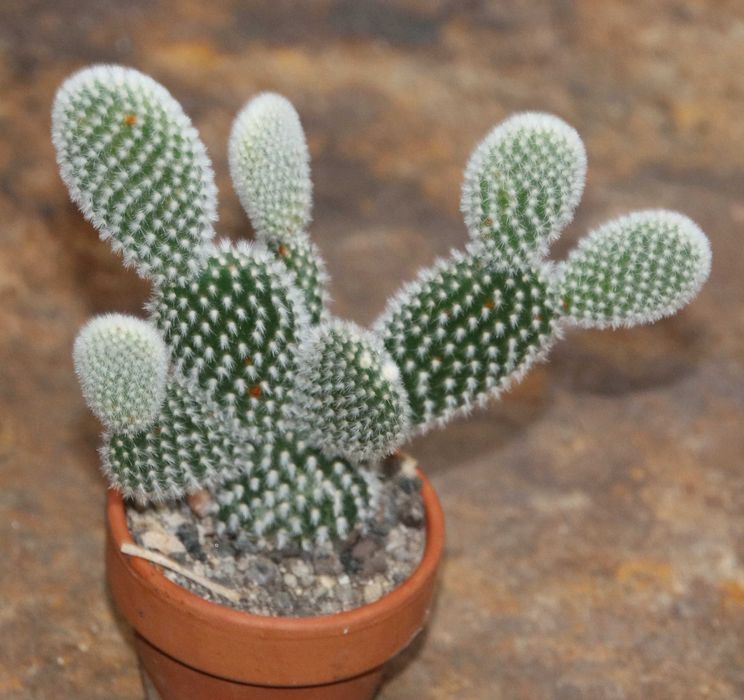 Алое Смарагд продам