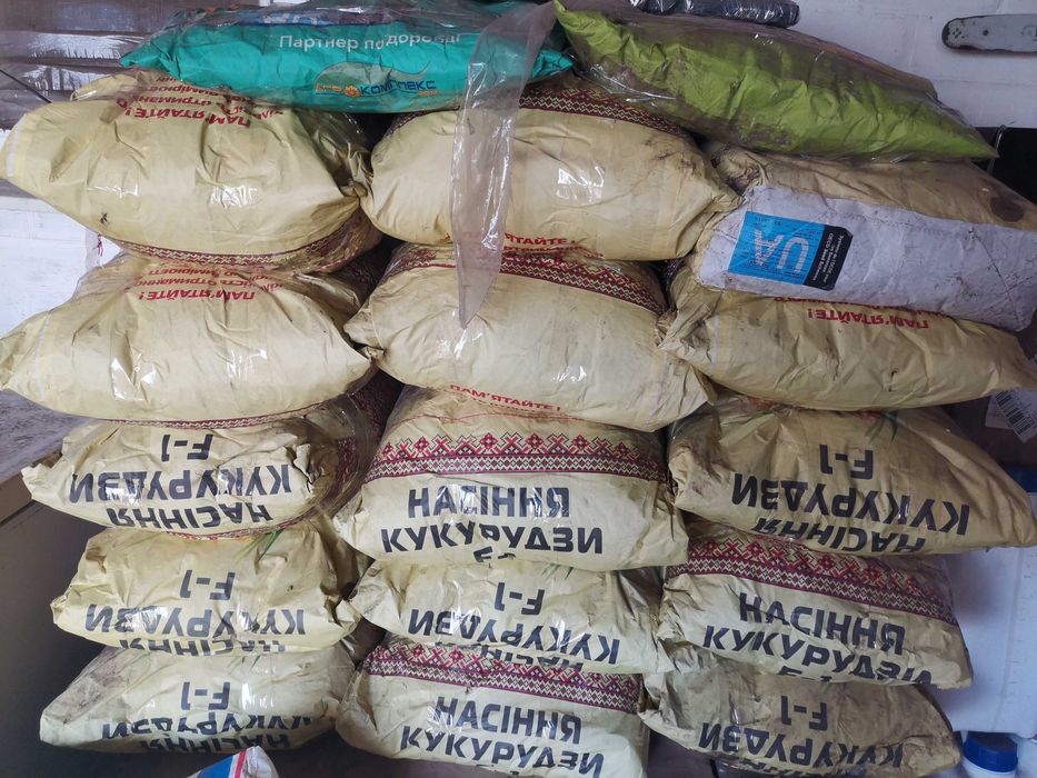Посівне насіння кукурудзи