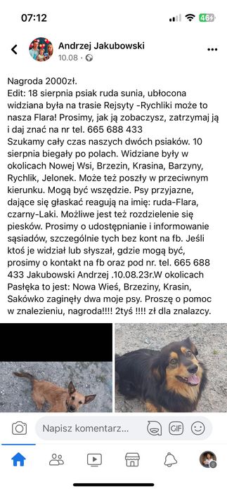 Zaginął pies/ psy w okolicach: Pasłęk, Rychliki, Kwietniewo, Dzierzgoń