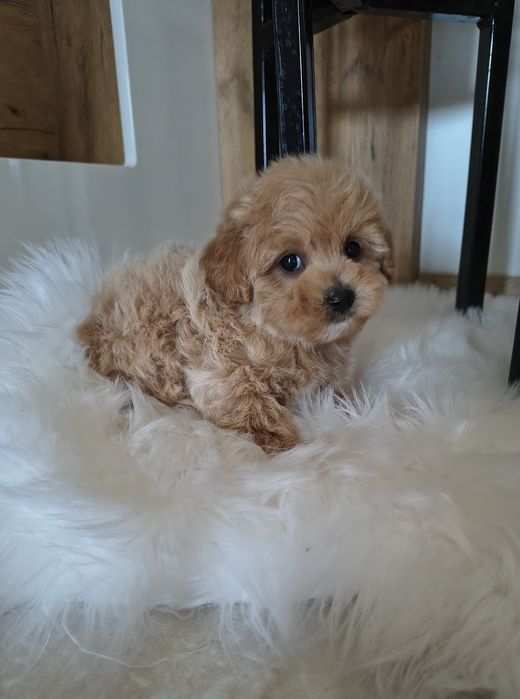 Śliczny piesek Maltipoo