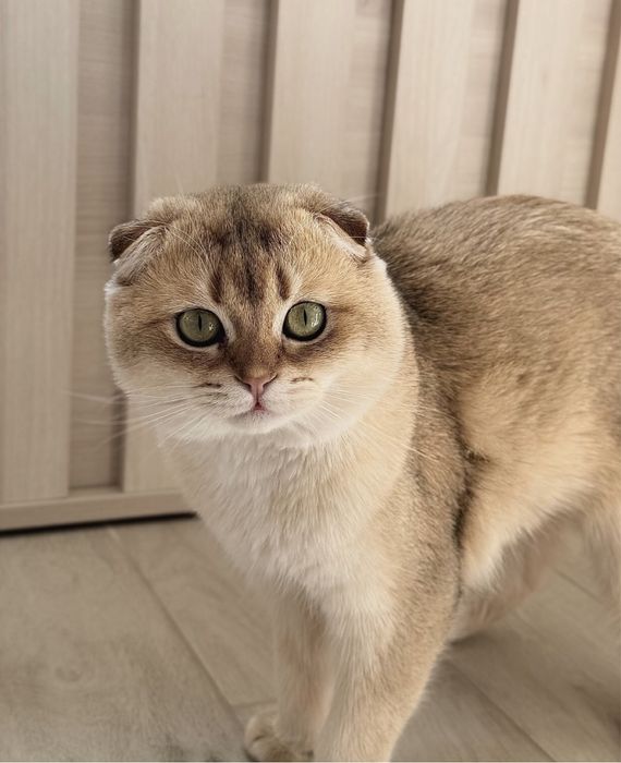 Вязка молодого котика !