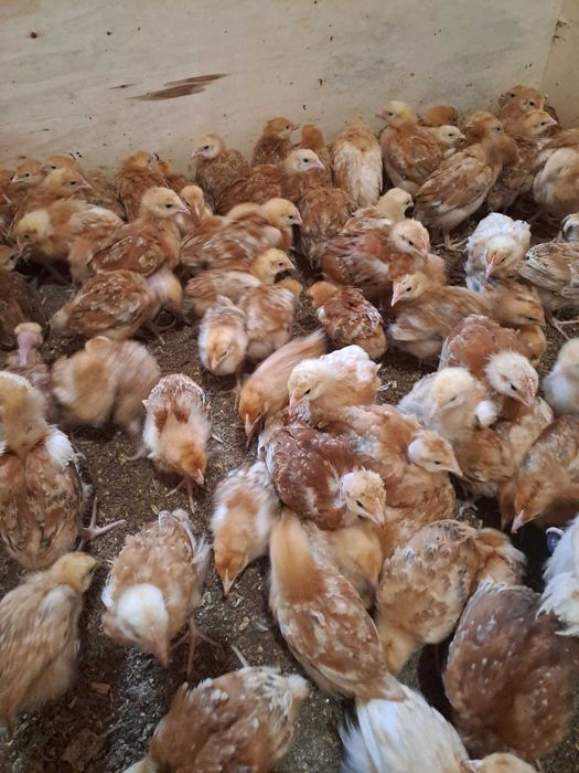 Gęsi kaczki bojler zagrodowy gołoszyjka