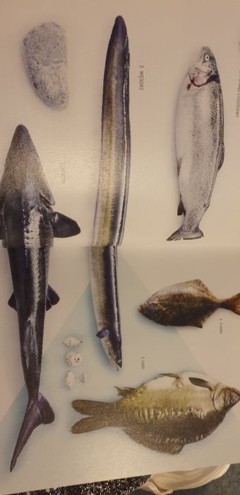 Ryby są super, Okrasa, Wellman