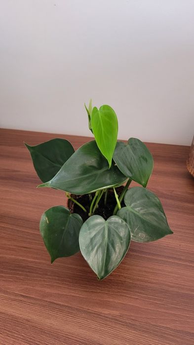 Filodendron pnący