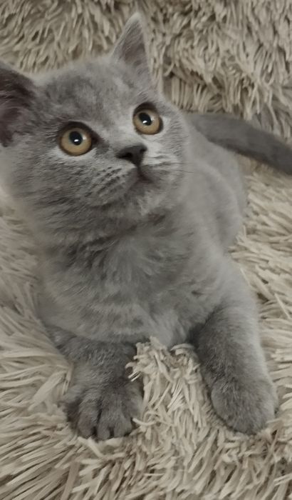 Шотландский скоттиш страйт мальчик
