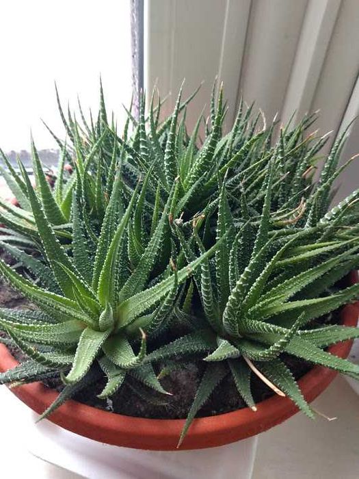 Хавортія кімнатна рослина