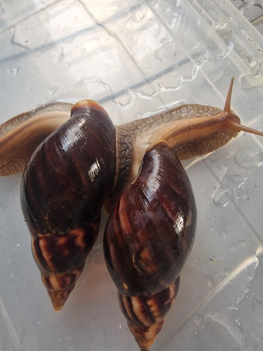 ЦЕНА СНИЖЕНА! Ахатины разные Акция